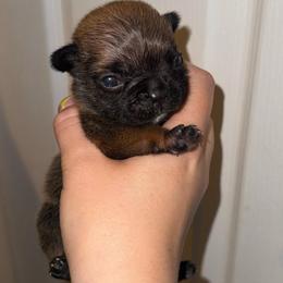 Red girl 2 - Fawn female French Bulldog puppy in Pennsylvania from R & C French Bulldogs