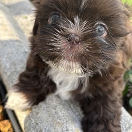 Shih Tzu Puppies from Staci Paysinger