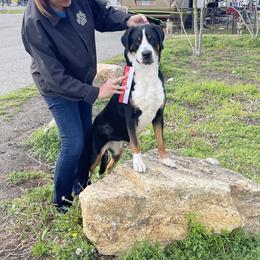 Annie - Greater Swiss Mountain Dog
