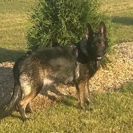 Sage - German Shepherd