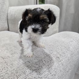 Biggie - Black tan and white female Biewer Terrier puppy in Annapolis, Maryland from Nala & Co. Biewer Terriers