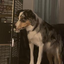 Darcy - Border Collie