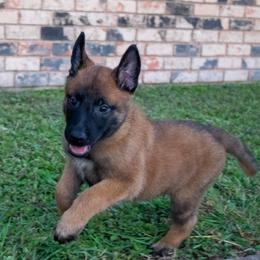 Belgian Malinois and German Shepherd Puppies from Madhouse’s Belgian Malinois and German Shepherds
