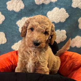 Turbo - Apricot male Poodle puppy in Elkin, North Carolina from Poodle and Doodle Haven