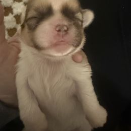 Shih Tzu Puppies from Wood Foo Breeders