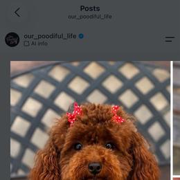 Mimi - Poodle