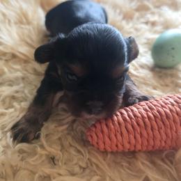 Honey - Black and tan male Cavalier King Charles Spaniel puppy in Springfield, Missouri from Caney Mountain Cavaliers LLC