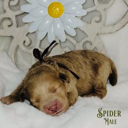 Spider - Red  male Goldendoodle puppy in Beecher, Illinois from Erica’s Doodles