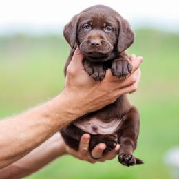 Black Boy - Chocolate male Labrador Retriever puppy in Linville, Virginia from Mid-Columbia Labradors