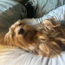 Yorkshire Terrier All Grown Up from Homeoftheyorkieandpups