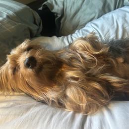 Yorkshire Terrier All Grown Up from Homeoftheyorkieandpups