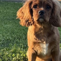 Cavalier King Charles Spaniels from Chara Cavaliers