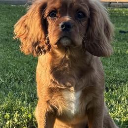 Cavalier King Charles Spaniels from Chara Cavaliers
