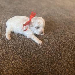 Girl 1 - Cream female Double Doodle puppy in Junction, Utah from Sugar Doodles