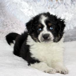 Noche - Black tri female Miniature Australian Shepherd puppy in Belleview, Florida from Jennifer Townley