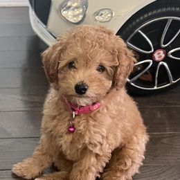 Poodle Puppies from Polina Walker's Poodles