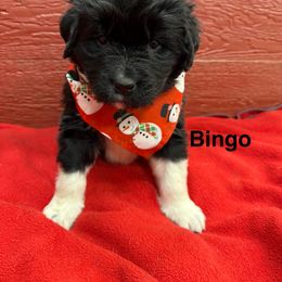 Bingo - White and black female Newfoundland puppy in Goodhue, Minnesota from Claypits Newfoundlands