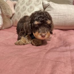 Earl - Black and tan male Cavapoo puppy in Calhoun, Georgia from Happy Top Doodles