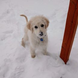 Goldendoodle Puppies from Bear Lake Bearded Retrievers