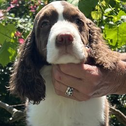 English Springer Spaniels from Ebenezer Valley ESS