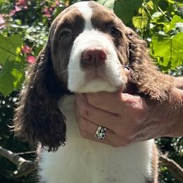 English Springer Spaniels from Ebenezer Valley ESS