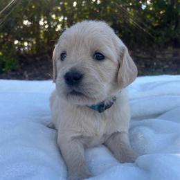 Turquoise Collar Girl - Golden female Golden Retriever puppy in Salt Lake City, Utah from Deseret Peak Goldens