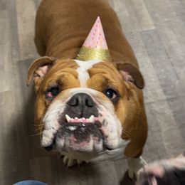 Millie - Bulldog