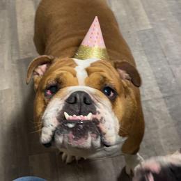 Millie - Bulldog