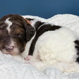 Boy 1 - Winston - Orange Collar - Parti male Goldendoodle puppy in Ashford, Alabama from Blue Collar Kennel