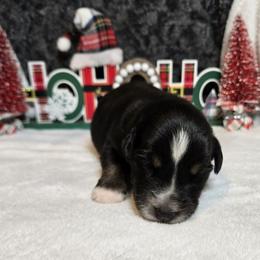 Holly - Black tri-color female Australian Shepherd puppy in Peach Bottom, Pennsylvania from Arcadia Australian Shepherds