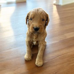 Boy 3- orange - Red  male Goldendoodle puppy in Mattawan, Michigan from Doodifuldoods
