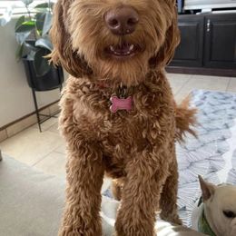 Australian Labradoodle and Labradoodle Puppies from Doodles_Ko