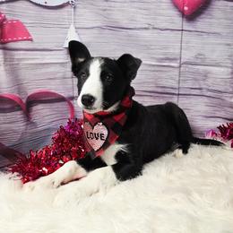 Fred Buckle - Black and white male Border Collie puppy in Avilla, Indiana from Borderline Kennels