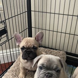 French Bulldog Puppies from Fabi's French Bulldogs