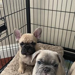 French Bulldog Puppies from Fabi's French Bulldogs