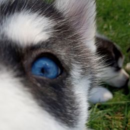 Siberian Husky Puppies from Husky Rose