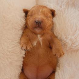 Millie - Apricot female Goldendoodle puppy in San Tan Valley, Arizona from Golden Haven Puppies