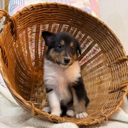 Jayda - Black white and tan female Collie puppy in Beaver, Oklahoma from Lawson’s Lassies