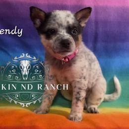 Wendy - Blue female Australian Cattle Dog puppy in Silsbee, Texas from Rockin ND Ranch
