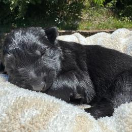 Alder - Black male German Shepherd puppy in Salem, Virginia from Vom Kylohaus German Shepherds