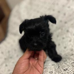 Ollie - Black and tan male Yorkshire Terrier puppy in Aurora, Illinois from YorkieLux