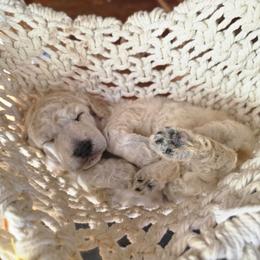 Squash - White female Poodle puppy in Springfield, Oregon from Valaurah Farms