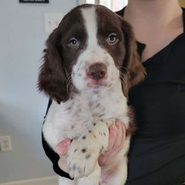 Liver Male - White and liver Brittany puppy in Rhoadesville, Virginia from HOMESCHOOLED BRITTANYS LLC