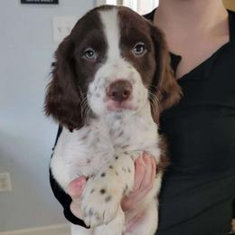Liver Male - White and liver Brittany puppy in Rhoadesville, Virginia from HOMESCHOOLED BRITTANYS LLC