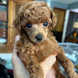 Girl 3 - Red  female Poodle puppy in Sharon, Connecticut from LittleBear Poodles