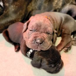 Cane Corso Puppies from Elite Empire Cane Corso