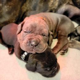 Cane Corso Puppies from Elite Empire Cane Corso