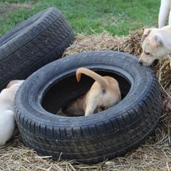 Carolina Dog Puppies from Williams Sweet Carolina