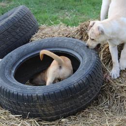 Carolina Dog Puppies from Williams Sweet Carolina