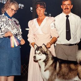 Alaskan Malamutes from Knightmute-Nikos Malamutes